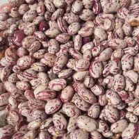 لوبیا چیتی درجه یک