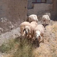 ۵ عدد میش فروشی دونه ۱۶.۴۰۰