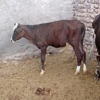 گوساله سمینتال