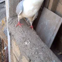 کمتر کبوتر
