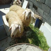 میش بره