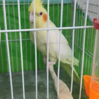 پرنده|پرنده|شوشتر, |دیوار
