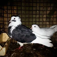 دو جفت کبوتر