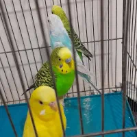 مرغ عشق|پرنده|کرمان, |دیوار