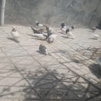 کفتر پرش جفگاه