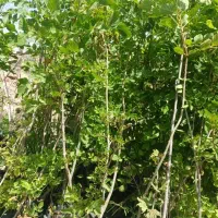 ،نهال ،سایه خوش زبان گنجشک سرو شیرازی  (ار)