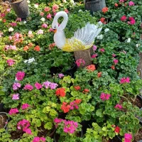 انجام کار باغبانی و باغچه