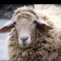 گوسفند زنده /کردی مغان افشاری با ذبح اسلامی