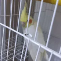 عروس هلندی
