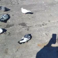 کبوتر گم شده