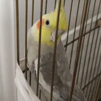 عروس هلندی نر