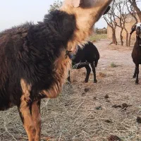 قوچ بروجردی دوساله