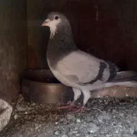 گبوتر نر دمگیر