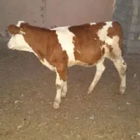 گوساله سمینتال
