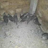 پرنده زینتی