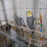 عروس هلندی نروماده