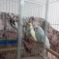 جفت مرغ عشق با قفس و وسایل