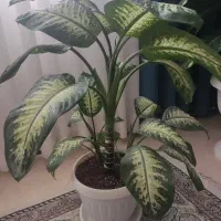 گل دیفن باخیا سه شاخه