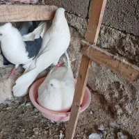 سفید پاک چشم و نوک سفید کاکلی اراکی