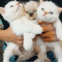 گربه های اصیل وزیبا