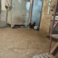 خروس گلین