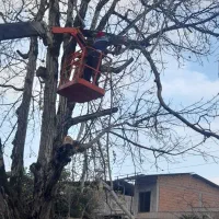 خریدچوب وانواع درختان باغی قطع برش هرس