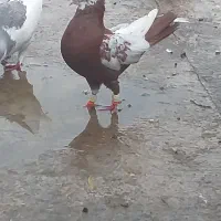 کفتر دمبی طوقدار