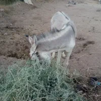 الاغ