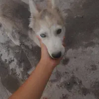 سگ‌ هاسکی