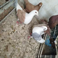 کبوتر شامی پشدار نرو ماده