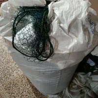طور دولمی