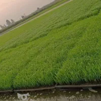 فروش نشا دستگاهی برنج