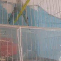 پرنده|پرنده|مشهد, شهرک امام هادی (شهرک غرب)|دیوار