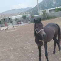 فروش 2راس اسب