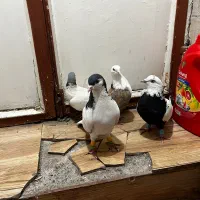 کبوتر|پرنده|قزوین, |دیوار