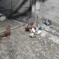 کبوتر ککیلی دورح وبینی کلفه