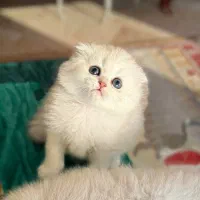 بچه گربه اسکاتیش لانگهیر