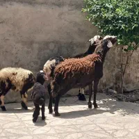 میش و بره|حیوانات مزرعه|بروجرد, |دیوار
