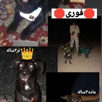 3عددسگ گمشده