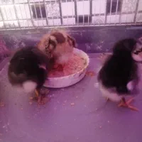 جوجه مرندی و گلپایگانی