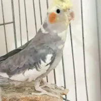 عروس هلندی نر