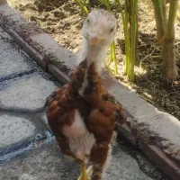 جوجه لاری