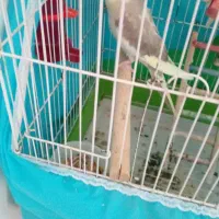پرنده نر و ماده