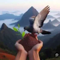 کود کبوتر/زل فضله کبوتر