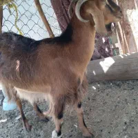بز چاق