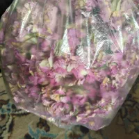 گل محمدی خوشک