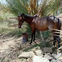 فروش|حیوانات مزرعه|سعدآباد, |دیوار