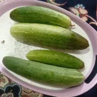 خیار محلی