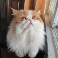 گربه نر جفت گیری