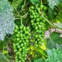 خریدار..قوره.واجاره باغات میوه ازهرنوع دزفول وحومه